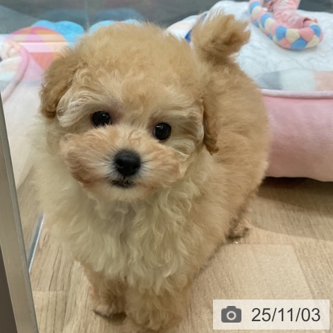 トイ・プードルの写真