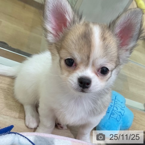 愛知県のチワワ(ロング) (ペットプラス 岡崎店/2025年9月3日生まれ/男の子/ホワイトフォーン)の子犬の4枚目の画像