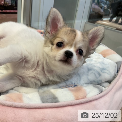 愛知県のチワワ(ロング) (ペットプラス 岡崎店/2025年9月3日生まれ/男の子/ホワイトフォーン)の子犬の3枚目の画像