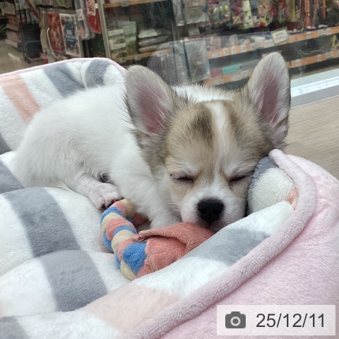 愛知県のチワワ(ロング) (ペットプラス 豊田店/2025年9月3日生まれ/男の子/ホワイトフォーン)の子犬の4枚目の画像