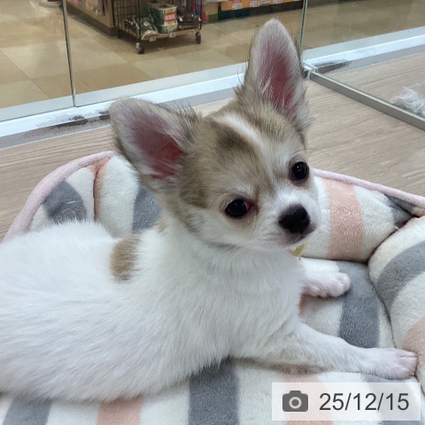 愛知県のチワワ(ロング) (ペットプラス 豊田店/2025年9月3日生まれ/男の子/ホワイトフォーン)の子犬の3枚目の画像