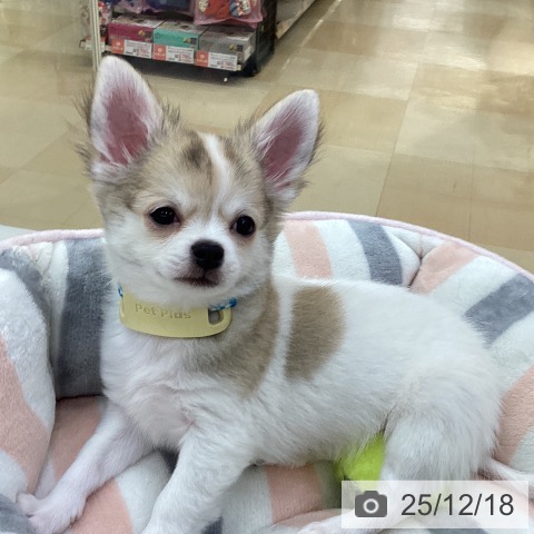 愛知県のチワワ(ロング) (ペットプラス 豊田店/2025年9月3日生まれ/男の子/ホワイトフォーン)の子犬の3枚目の画像