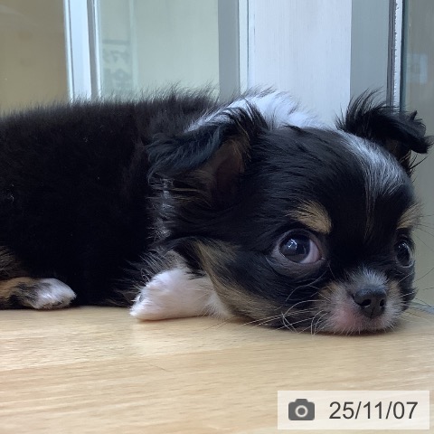 愛知県のチワワ(ロング) (ペットプラス 豊橋牧野店/2025年9月3日生まれ/男の子/ブラックタンホワイト)の子犬の4枚目の画像