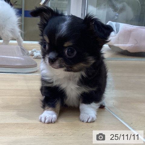 愛知県のチワワ(ロング) (ペットプラス 豊橋牧野店/2025年9月3日生まれ/男の子/ブラックタンホワイト)の子犬の3枚目の画像