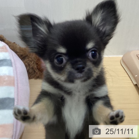 愛知県のチワワ(ロング) (ペットプラス イオンモール長久手店/2025年9月3日生まれ/女の子/ブラックタンホワイト)の子犬の3枚目の画像