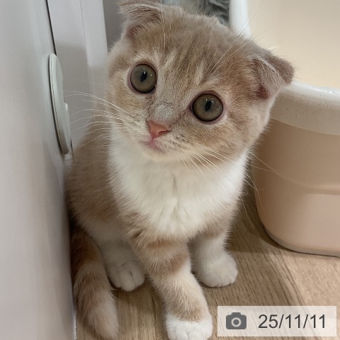 スコティッシュフォールドの写真