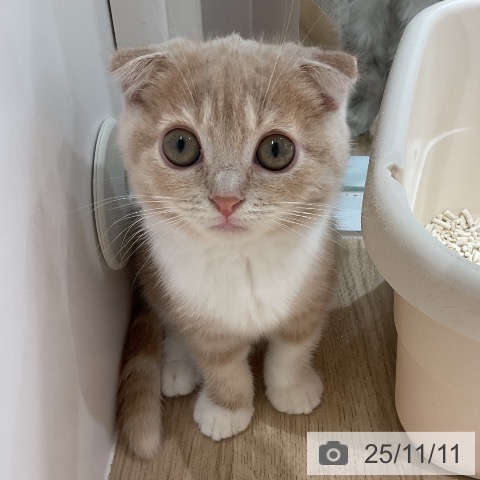 スコティッシュフォールドの写真