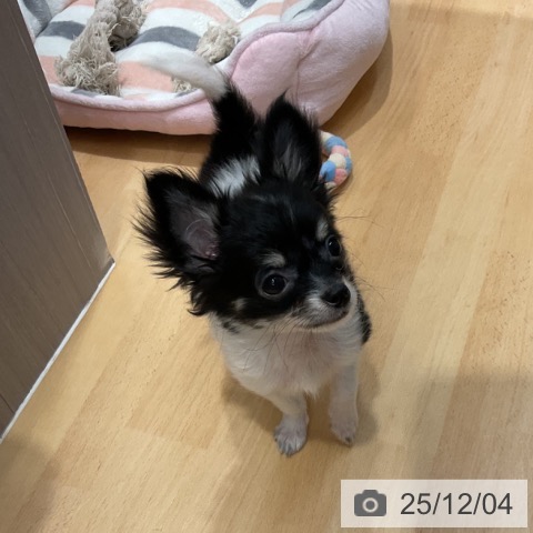 石川県のチワワ(ロング) (ペットプラス 新小松店/2025年8月29日生まれ/男の子/ホワイトブラックタン)の子犬の4枚目の画像