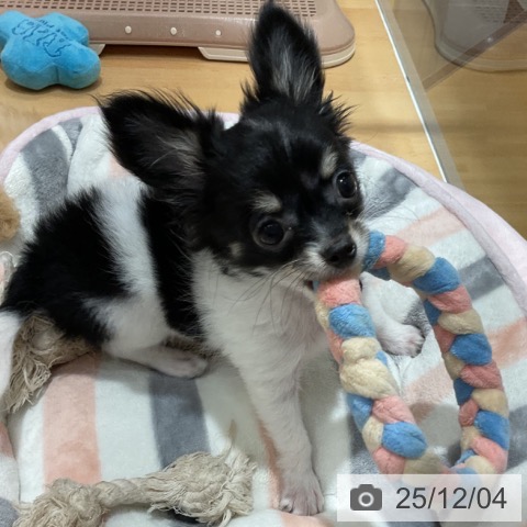 石川県のチワワ(ロング) (ペットプラス 新小松店/2025年8月29日生まれ/男の子/ホワイトブラックタン)の子犬の3枚目の画像