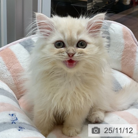 ペルシャの写真