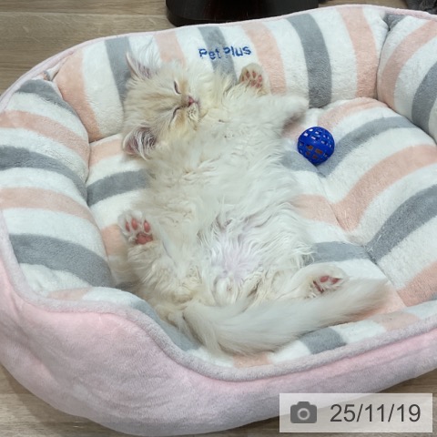 愛知県のペルシャ (ペットプラス 熱田店/2025年9月3日生まれ/男の子/クリームホワイト)の子猫の4枚目の画像