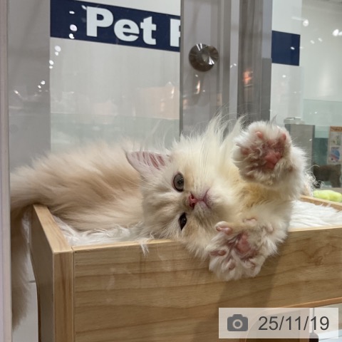 愛知県のペルシャ (ペットプラス 熱田店/2025年9月3日生まれ/男の子/クリームホワイト)の子猫の3枚目の画像