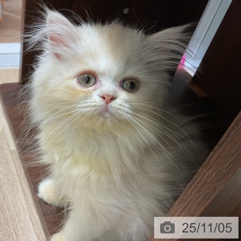 愛知県のペルシャ (ペットプラス みなと店/2025年9月3日生まれ/男の子/クリームホワイト)の子猫の4枚目の画像