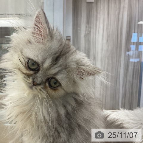 ペルシャの写真