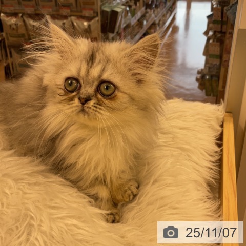 ペルシャの写真