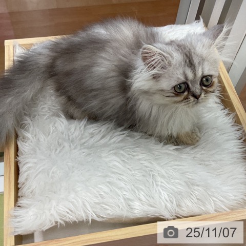 ペルシャの写真