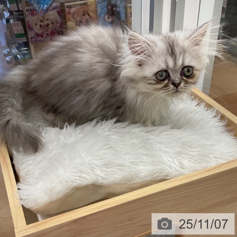 ペルシャの写真