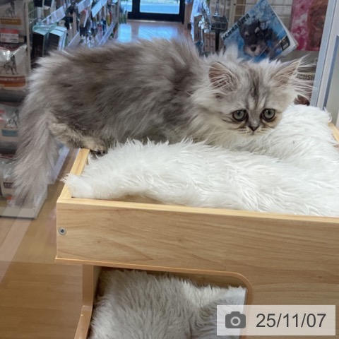 ペルシャの写真