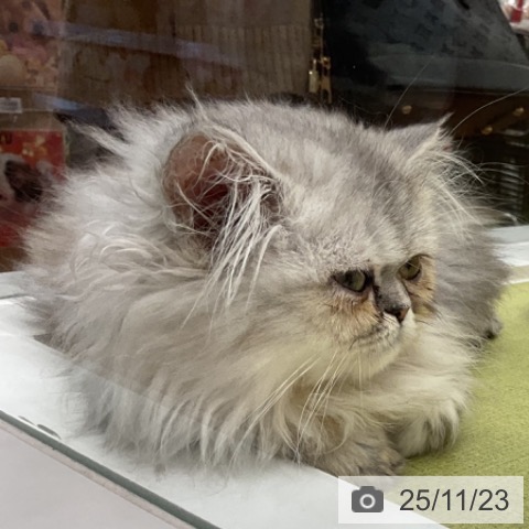 福井県のペルシャ (ペットプラス 福井店/2025年9月3日生まれ/女の子/チンチラシルバー)の子猫の3枚目の画像