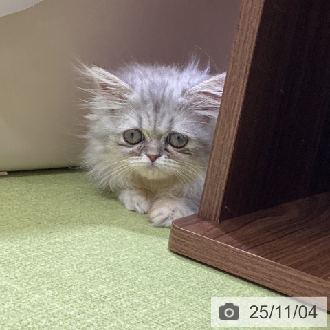 ペルシャの写真