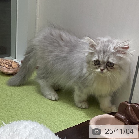 ペルシャの写真