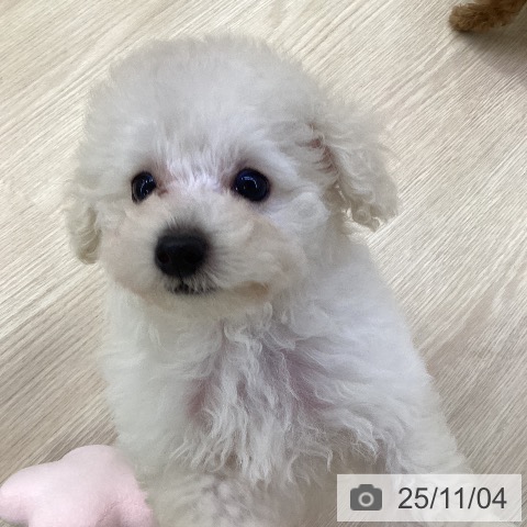 トイ・プードルの写真