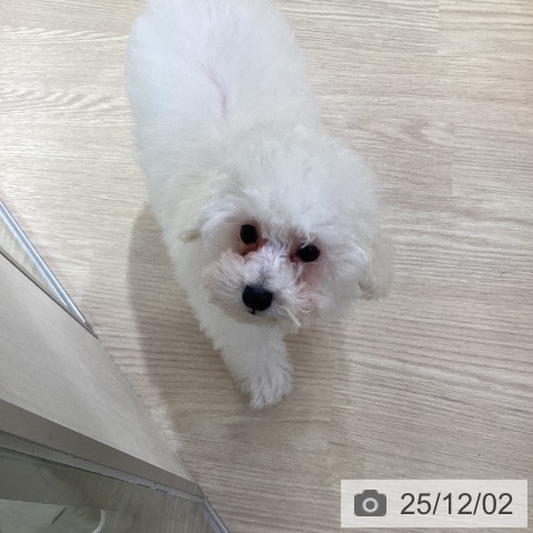 愛知県のトイプードル(トイ) (ペットプラス ナゴヤドーム前店/2025年9月3日生まれ/男の子/ホワイト)の子犬の3枚目の画像