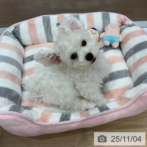 ビション・フリーゼの写真