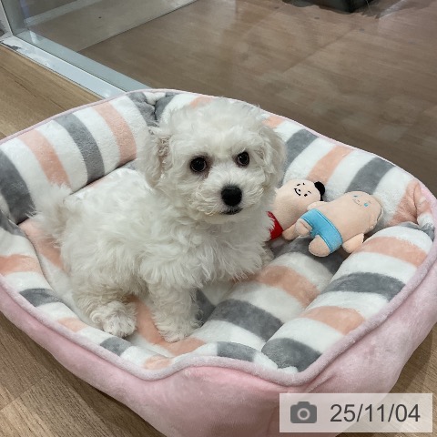 ビション・フリーゼの写真