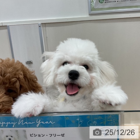 ビション・フリーゼの写真