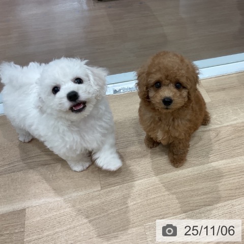 愛知県のビションフリーゼ (ペットプラス 東浦店/2025年9月2日生まれ/男の子/ホワイト)の子犬の3枚目の画像