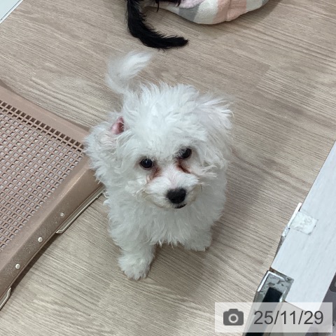 石川県のビションフリーゼ (ペットプラス かほく店/2025年9月2日生まれ/女の子/ホワイト)の子犬の4枚目の画像