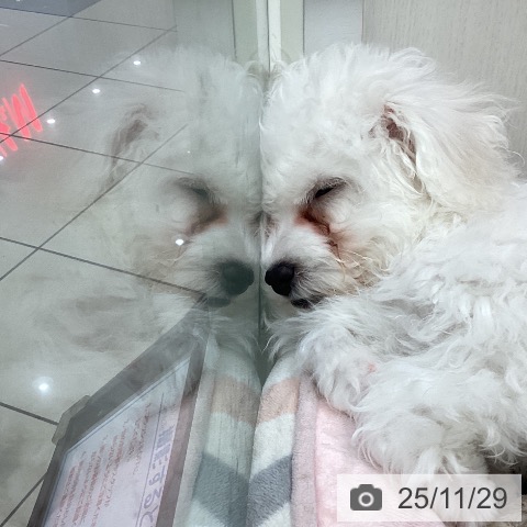 石川県のビションフリーゼ (ペットプラス かほく店/2025年9月2日生まれ/女の子/ホワイト)の子犬の3枚目の画像