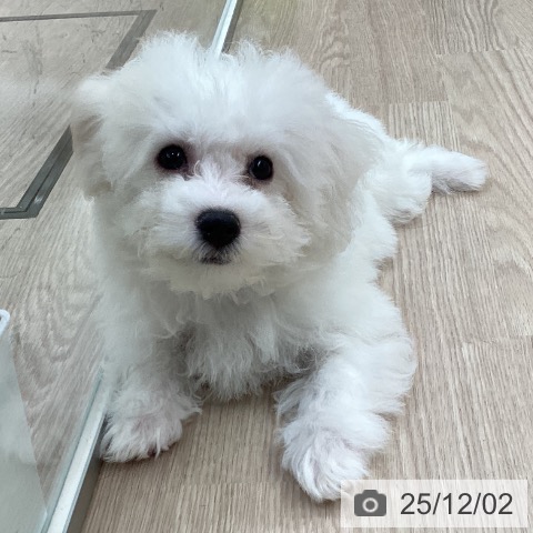 愛知県のビションフリーゼ (ペットプラス 三好店/2025年9月2日生まれ/女の子/ホワイト)の子犬の4枚目の画像