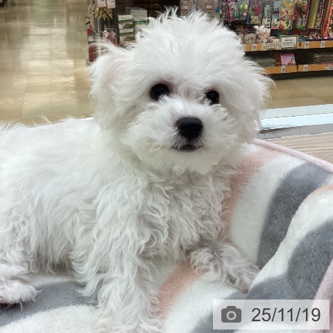 愛知県のビションフリーゼ (ペットプラス 三好店/2025年9月2日生まれ/女の子/ホワイト)の子犬の3枚目の画像