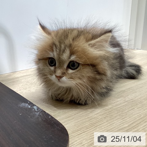 ミヌエットの写真