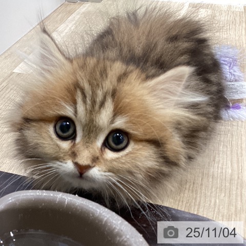 ミヌエットの写真