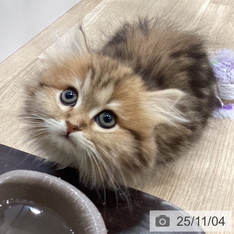 ミヌエットの写真