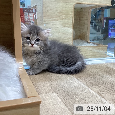 ミヌエットの写真