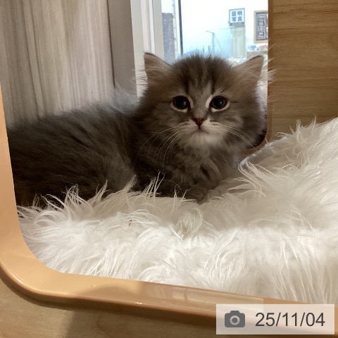 ミヌエットの写真