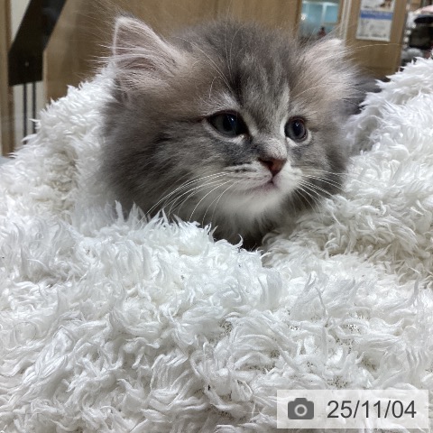 ミヌエットの写真