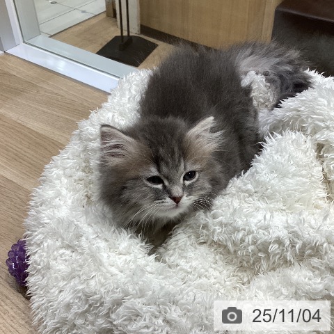 ミヌエットの写真