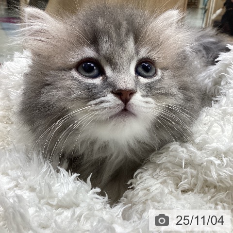 ミヌエットの写真