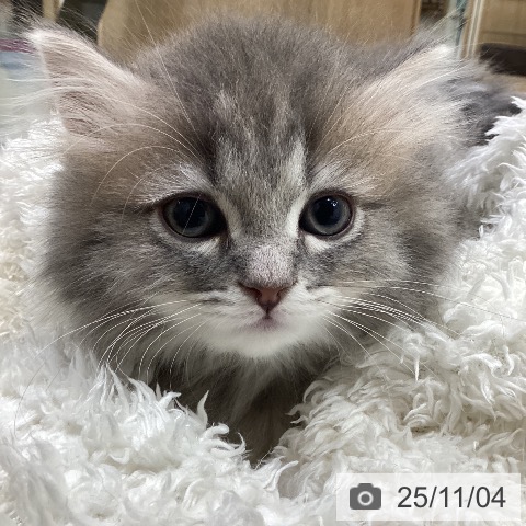 ミヌエットの写真