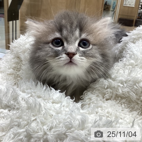 ミヌエットの写真