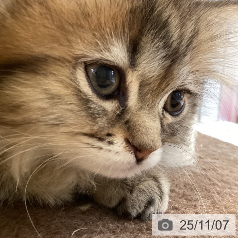 ミヌエットの写真