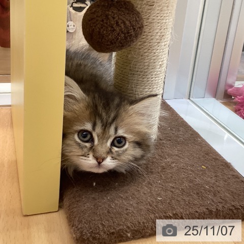 ミヌエットの写真