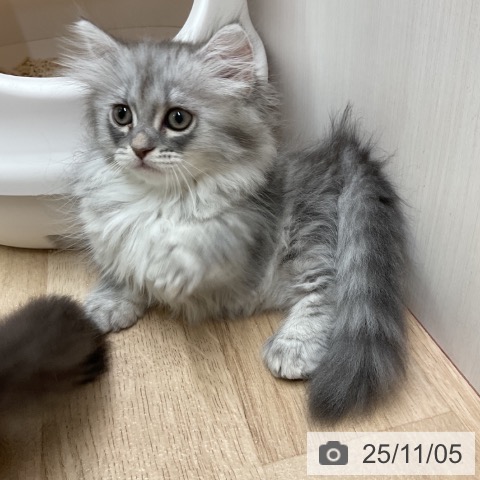 ミヌエットの写真