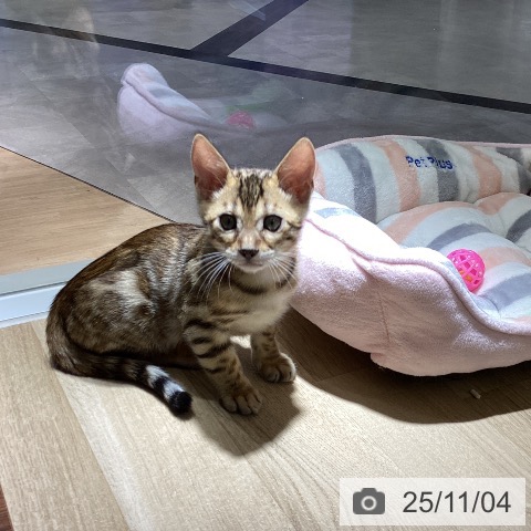 ベンガルの写真