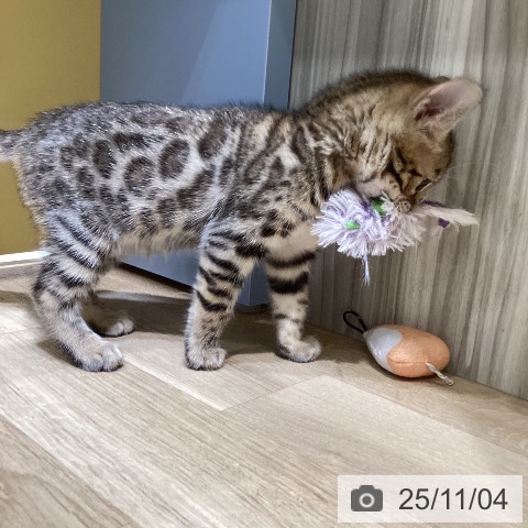 ベンガルの写真